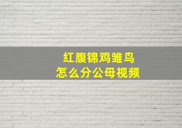 红腹锦鸡雏鸟怎么分公母视频