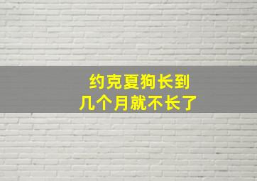 约克夏狗长到几个月就不长了