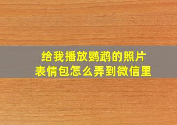 给我播放鹦鹉的照片表情包怎么弄到微信里