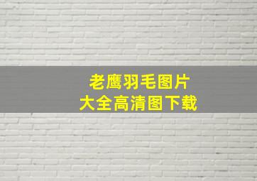 老鹰羽毛图片大全高清图下载