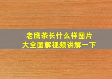 老鹰茶长什么样图片大全图解视频讲解一下