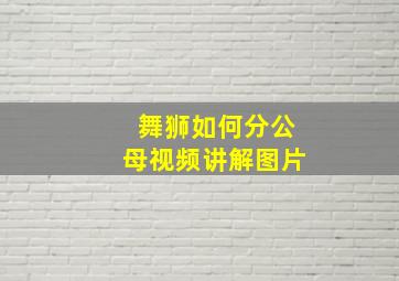 舞狮如何分公母视频讲解图片