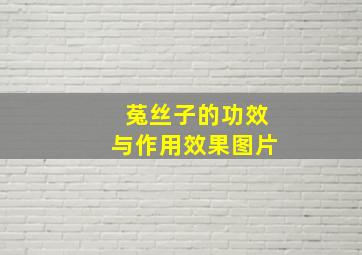 菟丝子的功效与作用效果图片