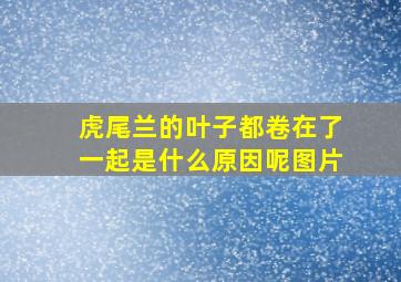 虎尾兰的叶子都卷在了一起是什么原因呢图片