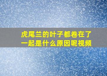 虎尾兰的叶子都卷在了一起是什么原因呢视频