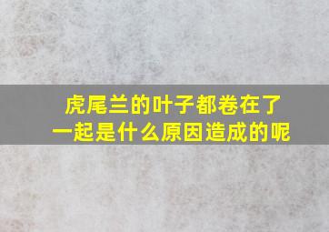 虎尾兰的叶子都卷在了一起是什么原因造成的呢