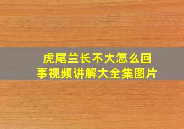 虎尾兰长不大怎么回事视频讲解大全集图片