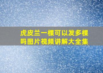 虎皮兰一棵可以发多棵吗图片视频讲解大全集