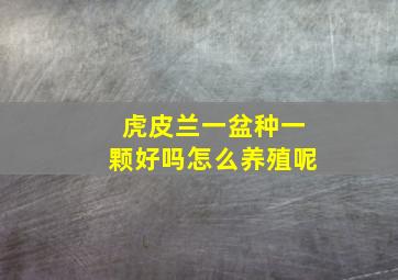 虎皮兰一盆种一颗好吗怎么养殖呢