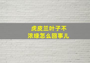 虎皮兰叶子不浓绿怎么回事儿