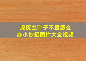 虎皮兰叶子不直怎么办小妙招图片大全视频