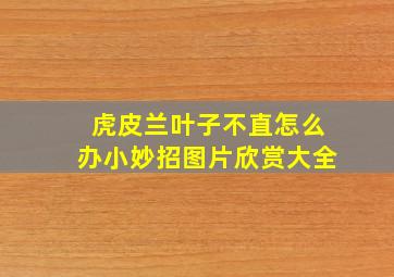 虎皮兰叶子不直怎么办小妙招图片欣赏大全