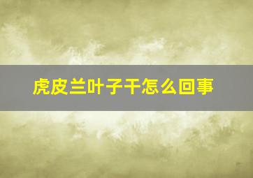 虎皮兰叶子干怎么回事