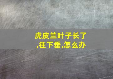 虎皮兰叶子长了,往下垂,怎么办