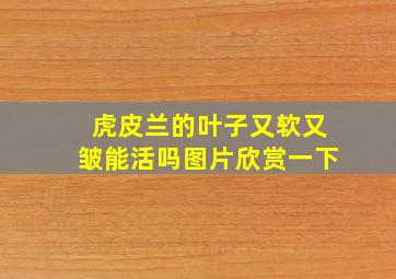 虎皮兰的叶子又软又皱能活吗图片欣赏一下