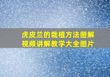 虎皮兰的栽植方法图解视频讲解教学大全图片