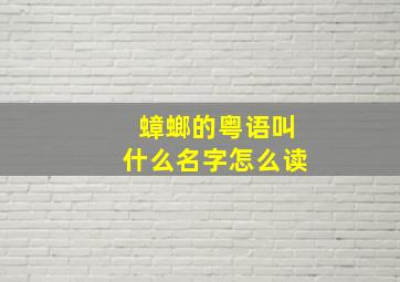 蟑螂的粤语叫什么名字怎么读