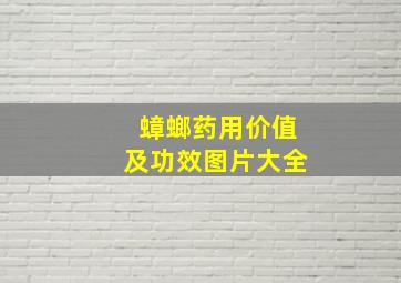 蟑螂药用价值及功效图片大全