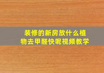 装修的新房放什么植物去甲醛快呢视频教学