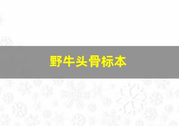 野牛头骨标本