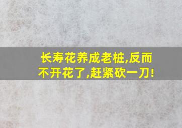 长寿花养成老桩,反而不开花了,赶紧砍一刀!