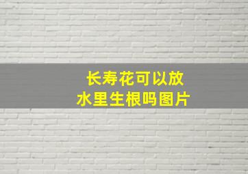 长寿花可以放水里生根吗图片