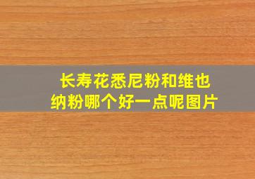 长寿花悉尼粉和维也纳粉哪个好一点呢图片