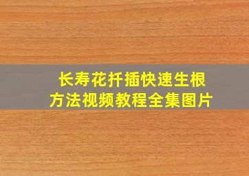 长寿花扦插快速生根方法视频教程全集图片