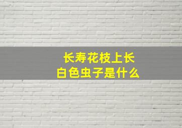 长寿花枝上长白色虫子是什么