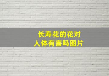 长寿花的花对人体有害吗图片