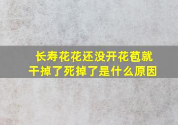 长寿花花还没开花苞就干掉了死掉了是什么原因