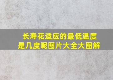 长寿花适应的最低温度是几度呢图片大全大图解