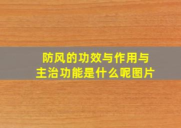 防风的功效与作用与主治功能是什么呢图片