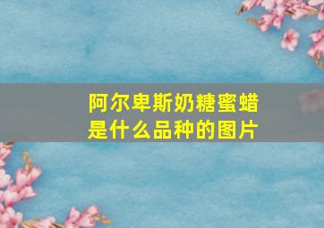 阿尔卑斯奶糖蜜蜡是什么品种的图片