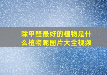 除甲醛最好的植物是什么植物呢图片大全视频