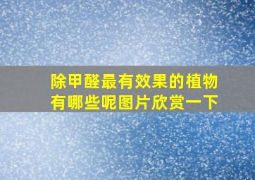 除甲醛最有效果的植物有哪些呢图片欣赏一下