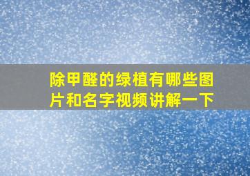 除甲醛的绿植有哪些图片和名字视频讲解一下