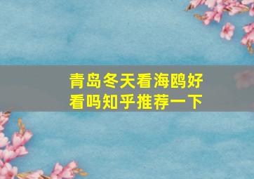 青岛冬天看海鸥好看吗知乎推荐一下