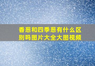 香葱和四季葱有什么区别吗图片大全大图视频