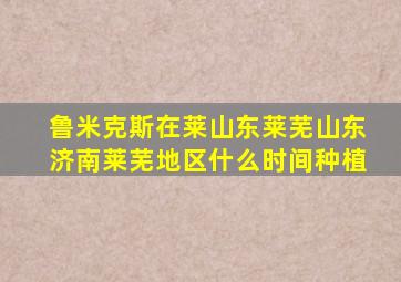 鲁米克斯在莱山东莱芜山东济南莱芜地区什么时间种植