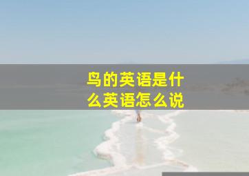 鸟的英语是什么英语怎么说