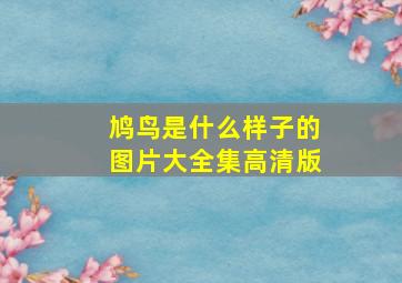 鸠鸟是什么样子的图片大全集高清版