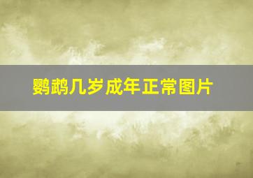 鹦鹉几岁成年正常图片