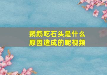 鹦鹉吃石头是什么原因造成的呢视频