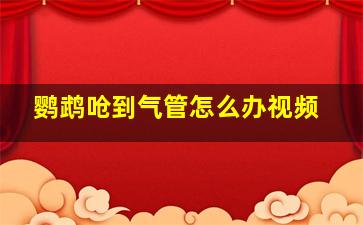 鹦鹉呛到气管怎么办视频