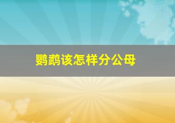 鹦鹉该怎样分公母