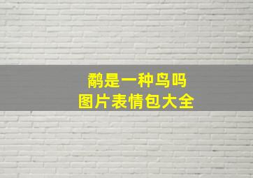 鹬是一种鸟吗图片表情包大全