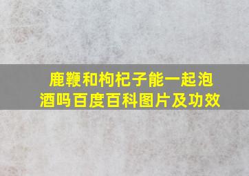 鹿鞭和枸杞子能一起泡酒吗百度百科图片及功效