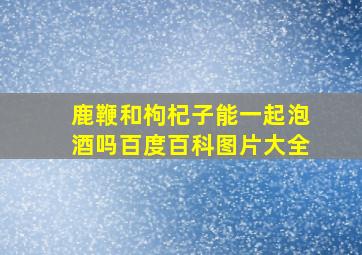 鹿鞭和枸杞子能一起泡酒吗百度百科图片大全