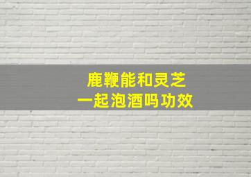 鹿鞭能和灵芝一起泡酒吗功效